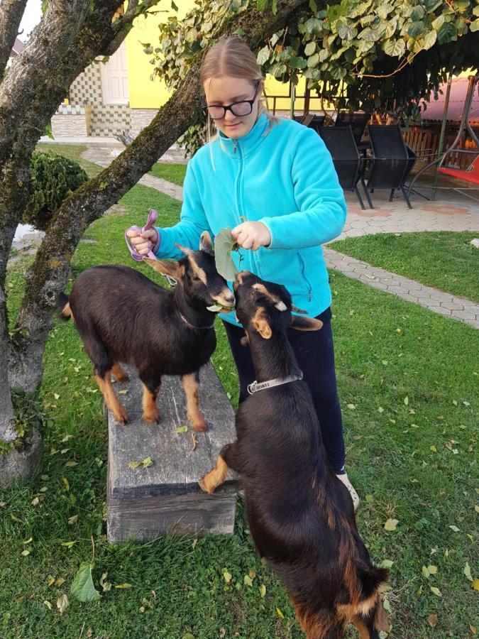 Homestay Kapl Ledinek エクステリア 写真