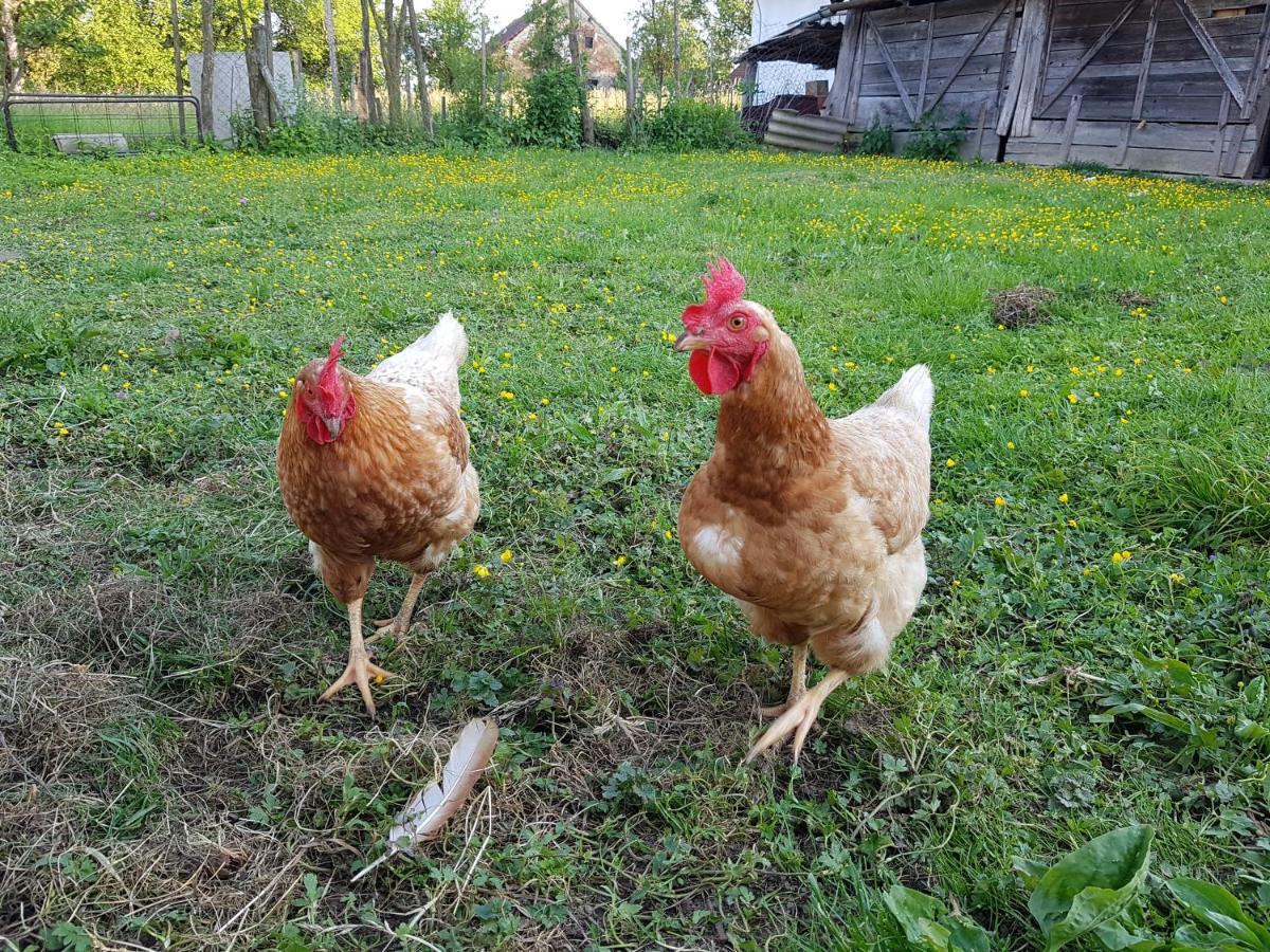 Homestay Kapl Ledinek エクステリア 写真